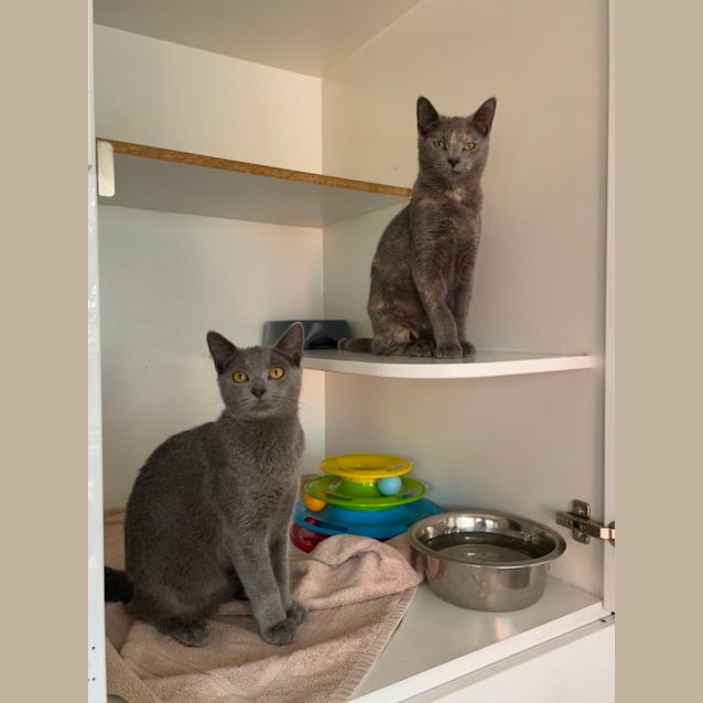 Photo of Fettucine & Linguini 