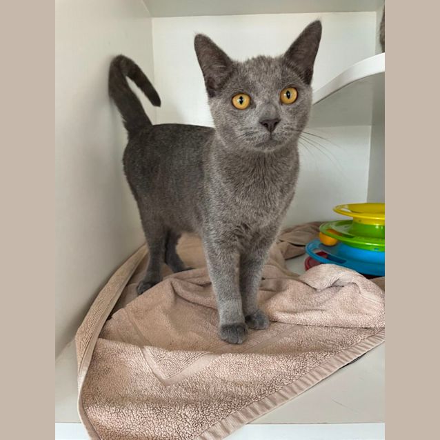 Photo of Fettucine & Linguini 