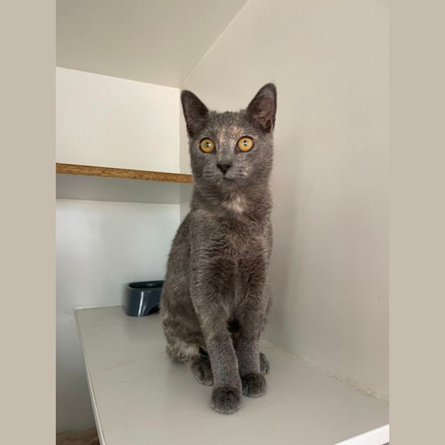 Photo of Fettucine & Linguini 