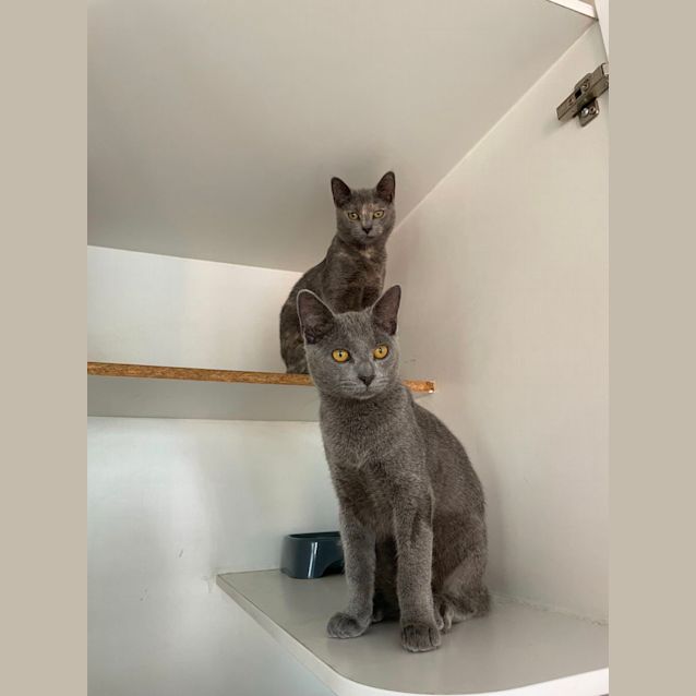 Photo of Fettucine & Linguini 