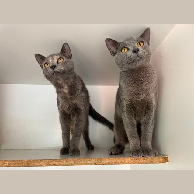 Photo of Fettucine & Linguini 