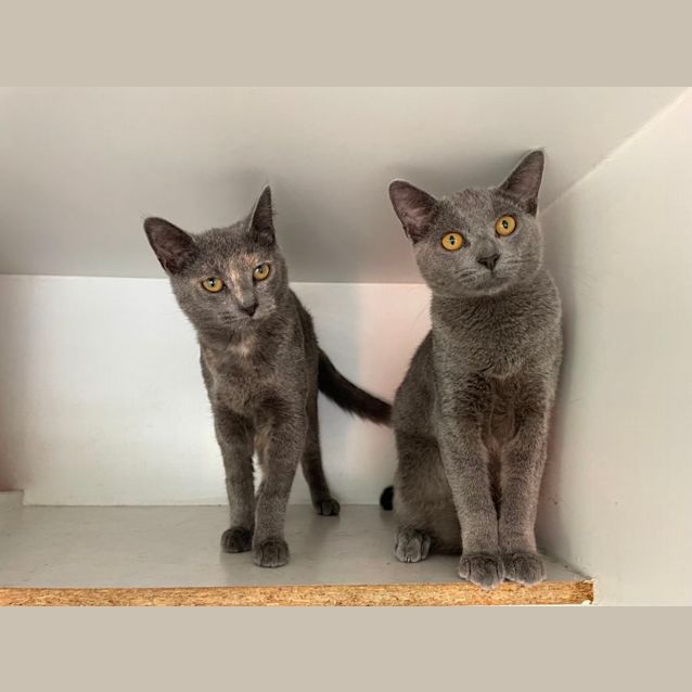 Photo of Fettucine & Linguini 