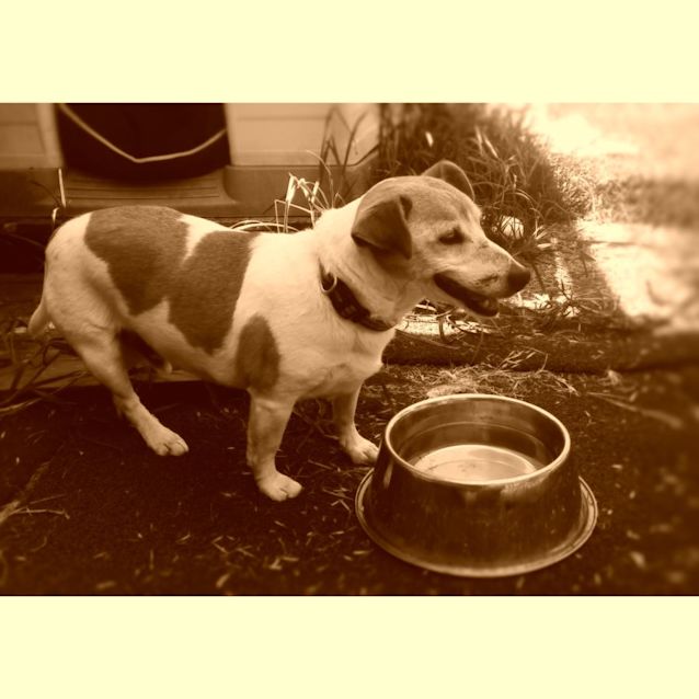 Photo of Jake   13 Year Young Loveable Ball Of Energy!