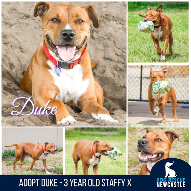 Photo of Duke   3 Year Old Staffy X (Trial)