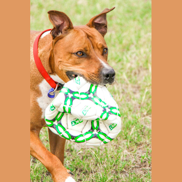 Photo of Duke   3 Year Old Staffy X (Trial)