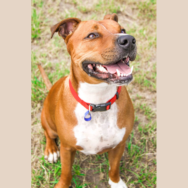 Photo of Duke   3 Year Old Staffy X (Trial)