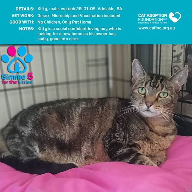 Photo of Kitty Just $39 Limited Time!