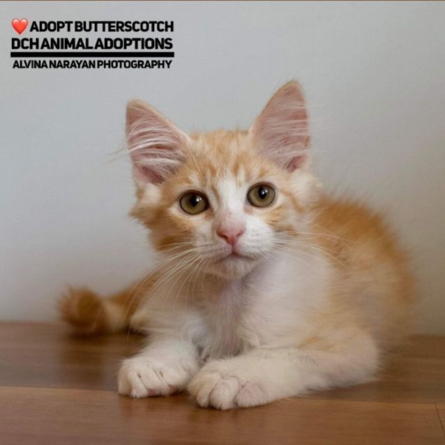 Photo of Butterscotch 