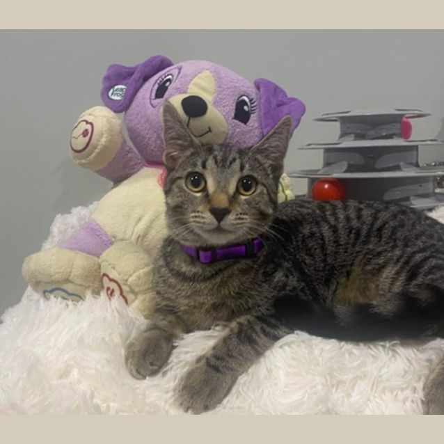 Photo of Sweet Violet