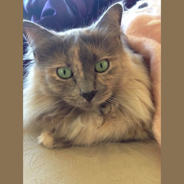 Photo of Lily