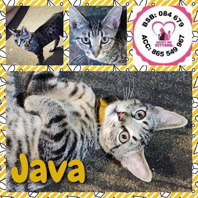 Photo of Java