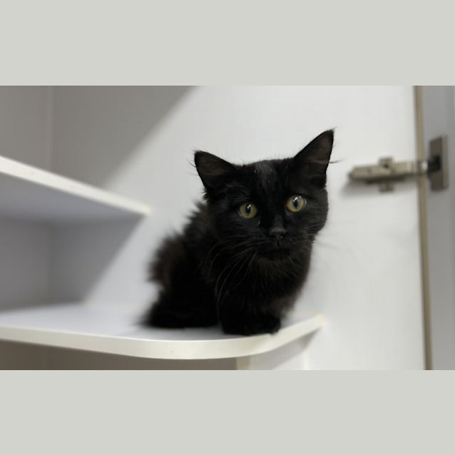 Photo of Dumpling