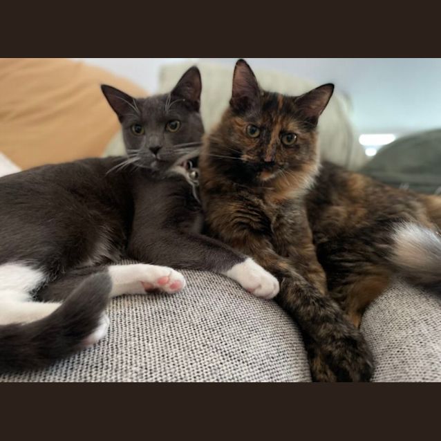 Photo of Luna (And Cleo)