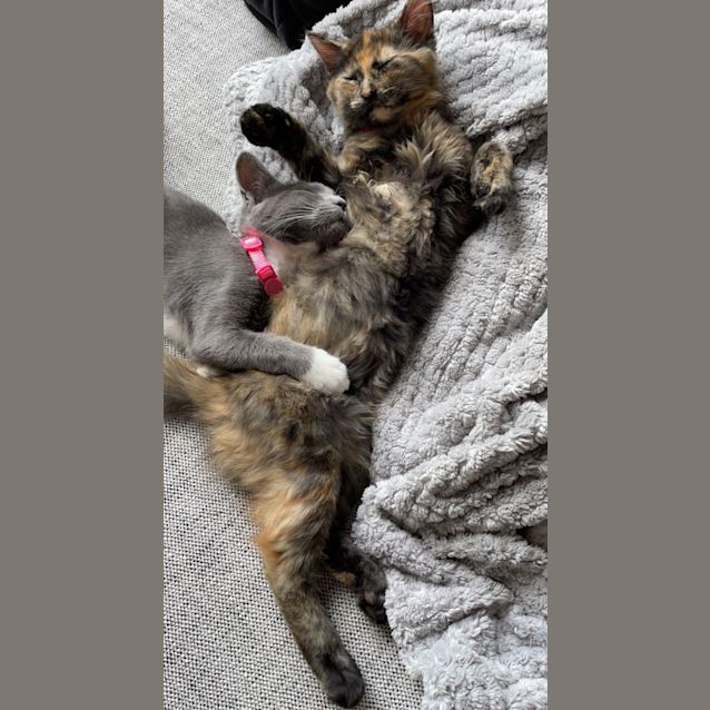 Photo of Cleo (And Luna)