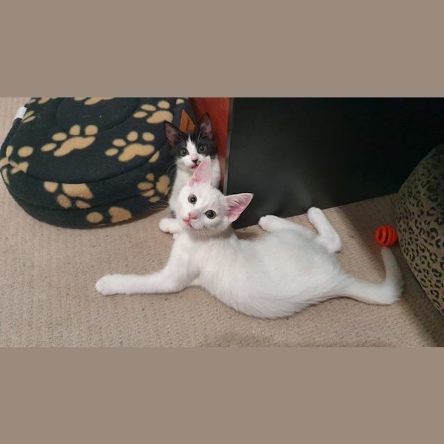 Photo of Myrrh And Caspar