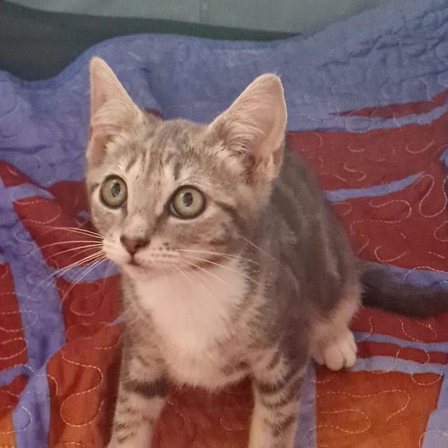 Photo of Nala