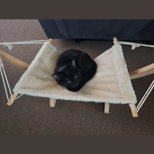 Photo of Felix   Located In Sunshine