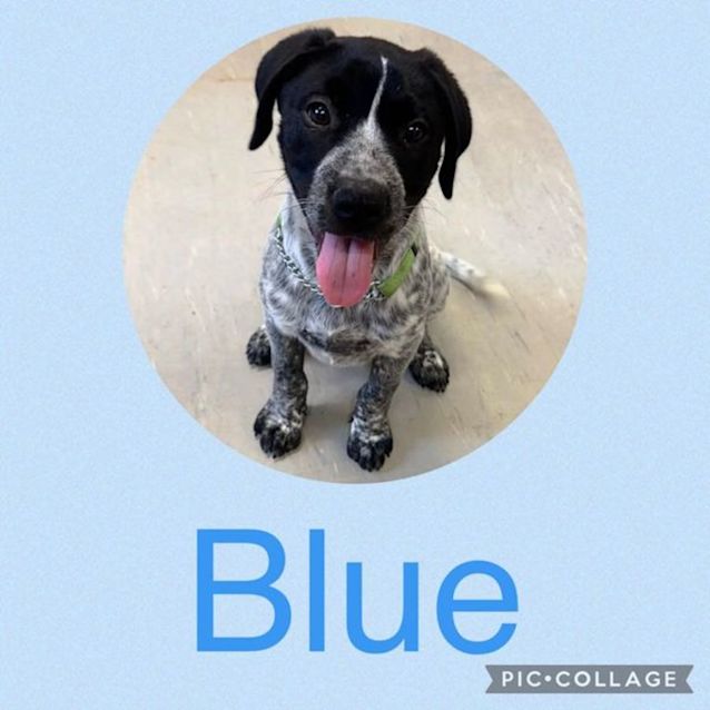 Photo of Blue