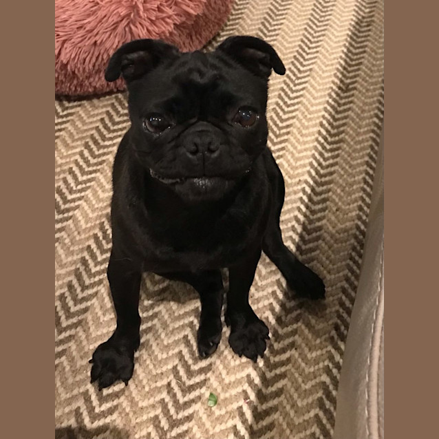 Photo of Gypsy