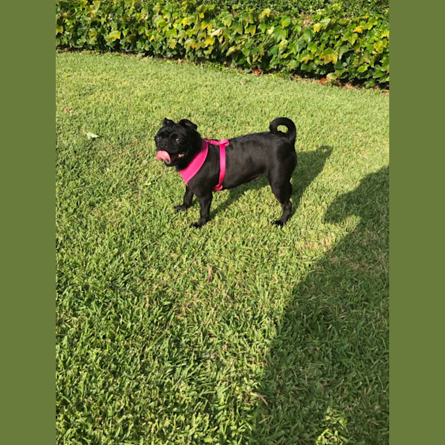 Photo of Gypsy