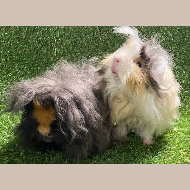 Photo of Nugget & Gatsby