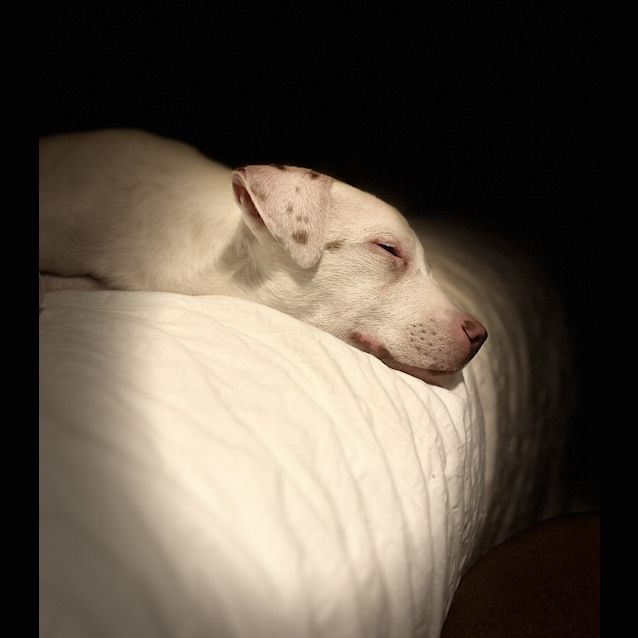 Photo of Pippie 