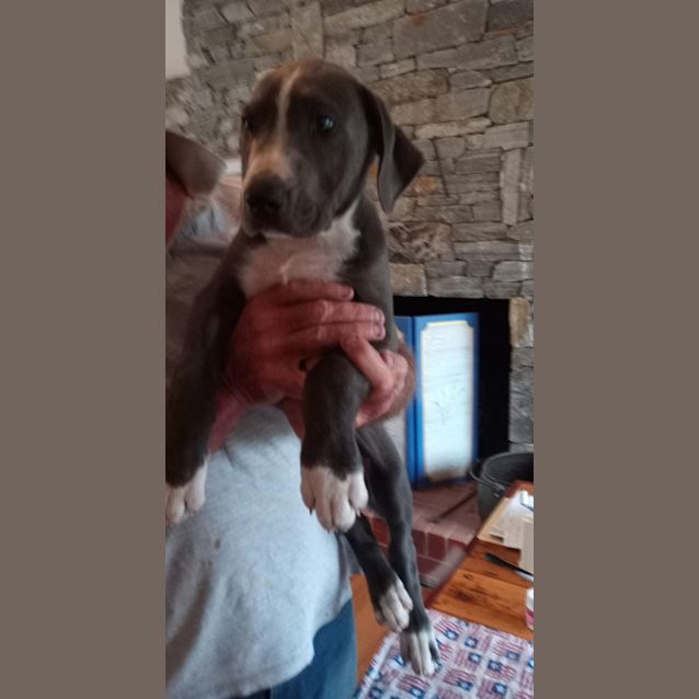 Photo of Glenallachie