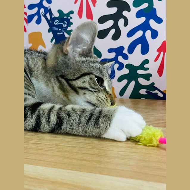 Photo of Dixie   Located In Preston 