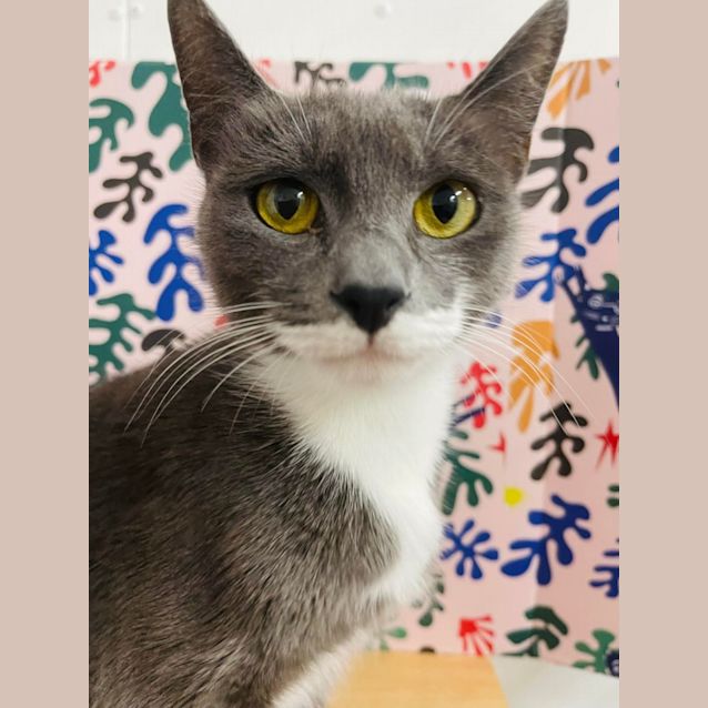 Photo of Ember   Located In Preston 