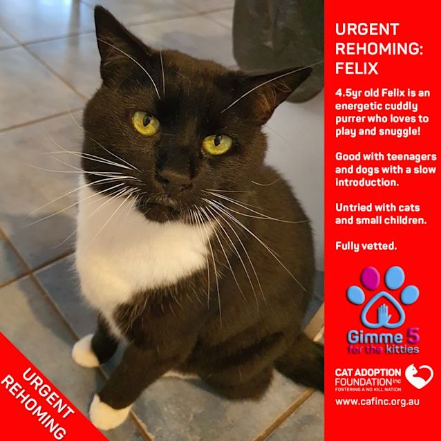 Photo of Felix Private Rehoming No Charge!