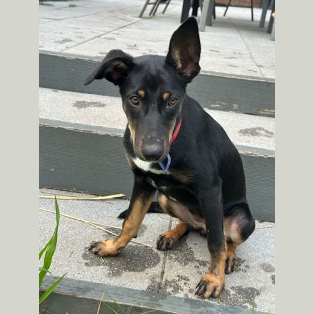 Photo of Ruby   5 Month Old Kelpie X Koolie (On Trial)