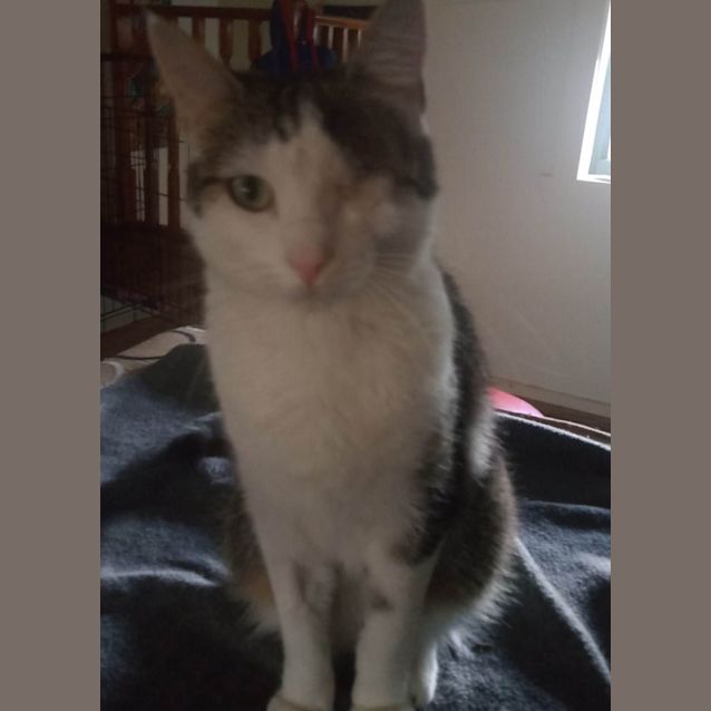 Photo of Starlight   Located In Brunswick East