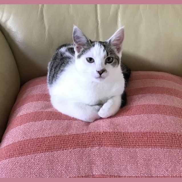 Photo of Patch