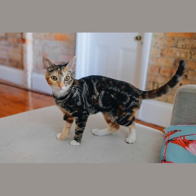 Photo of Merry