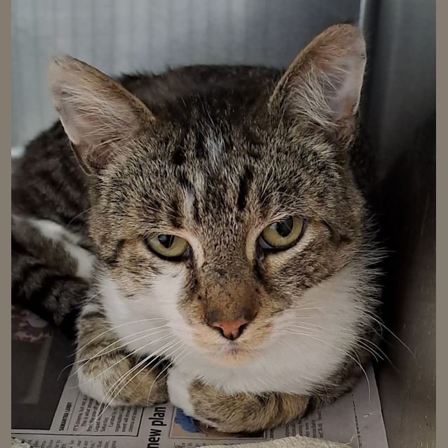 Photo of Scooter