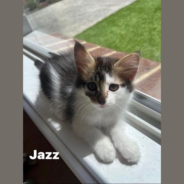 Photo of Jazz
