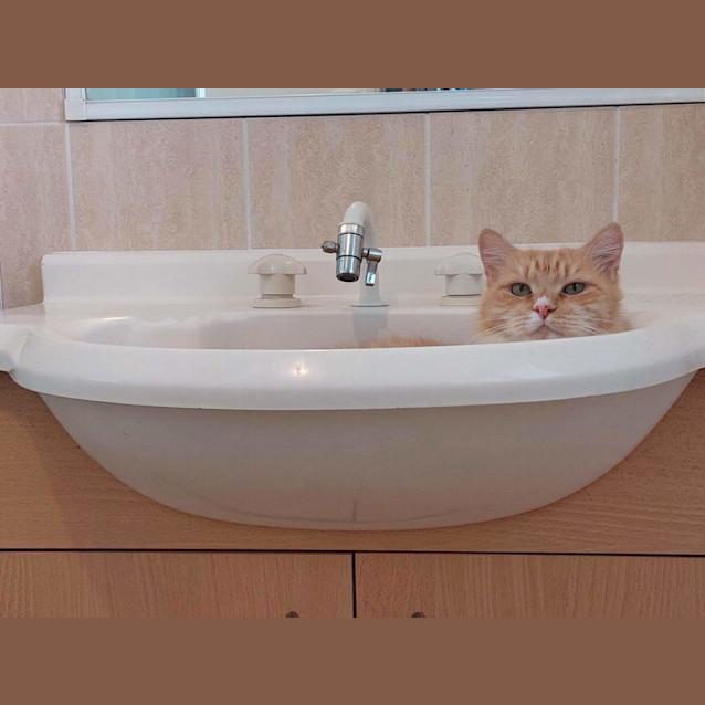 Photo of Pumpkin
