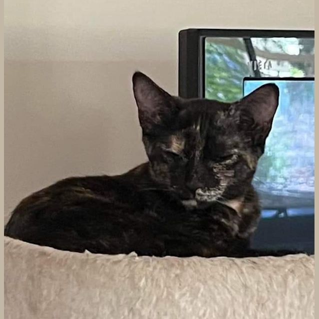 Photo of Cosmo