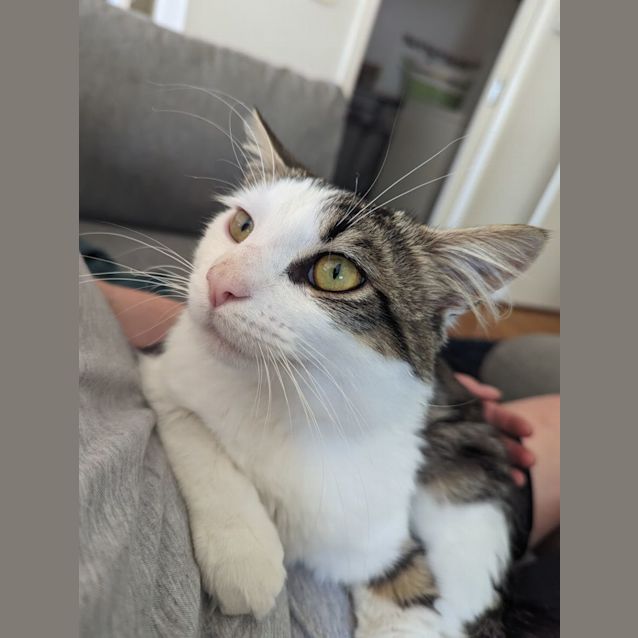 Moo’s Adopt me Petstock Mornington Central Male Domestic Medium