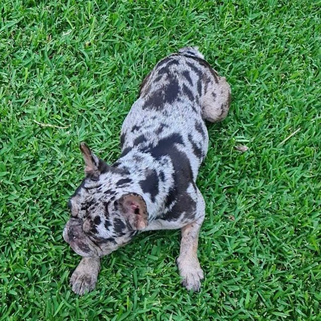 Photo of Calvin 🐮