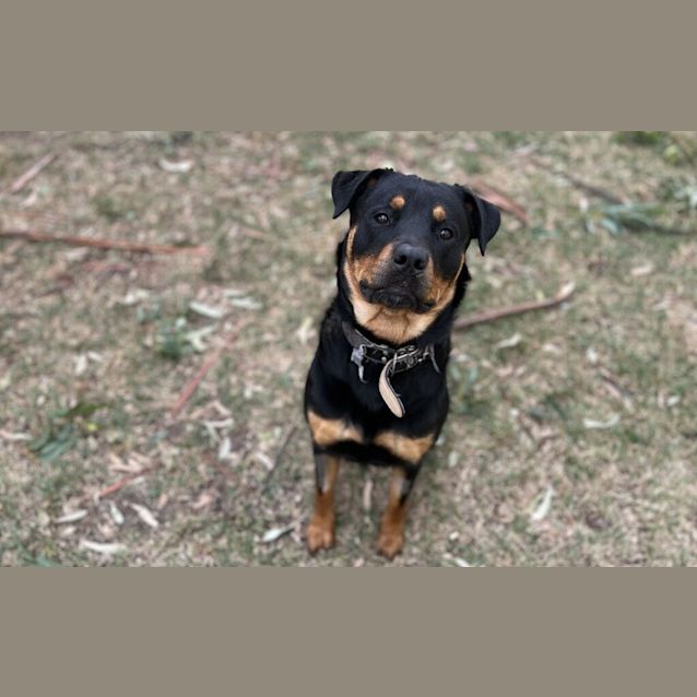 Photo of Nala