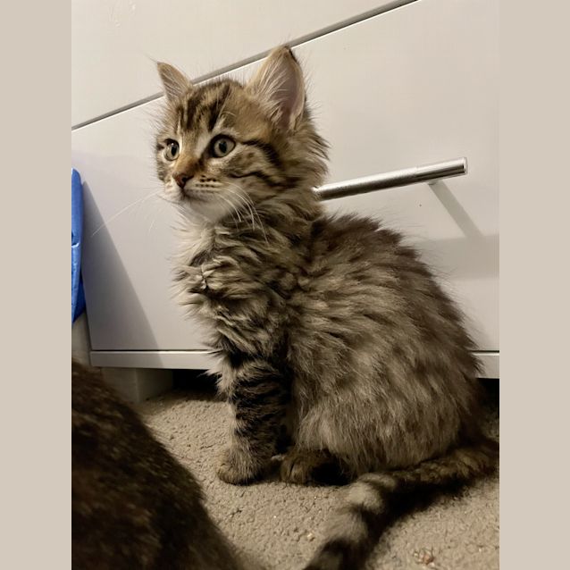 Photo of Pixxie (Was Half Pint)