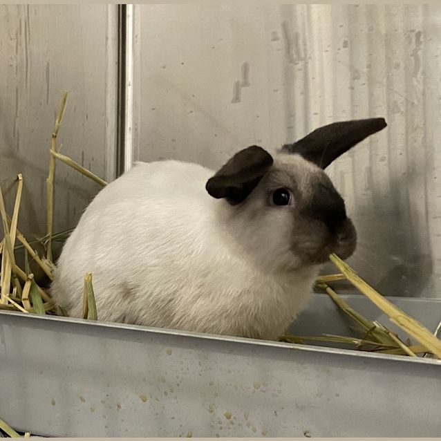 Photo of Rocky