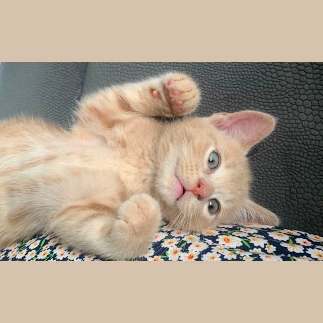 Photo of George😻🧶