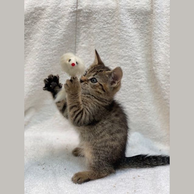 Photo of Joey (9711)