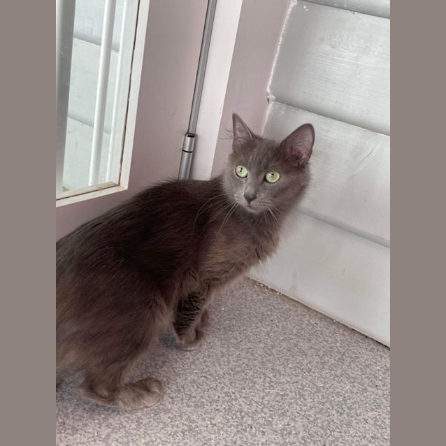 Photo of Luna ~ Adopt Me @ Petstock Mornington Central😻