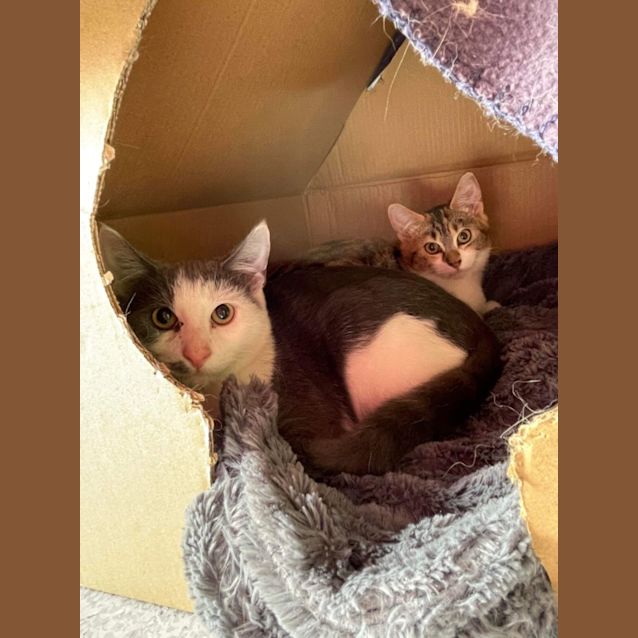 Photo of Fern ~ Adopt Me @ Petstock Hastings 