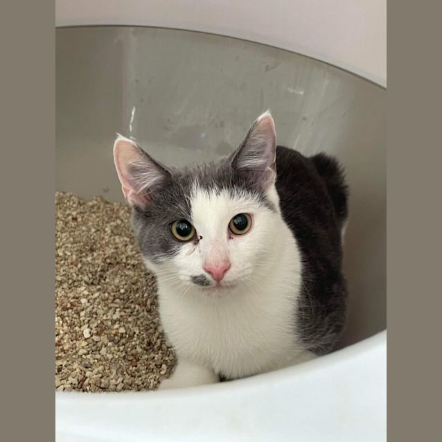 Photo of Fern ~ Adopt Me @ Petstock Hastings 