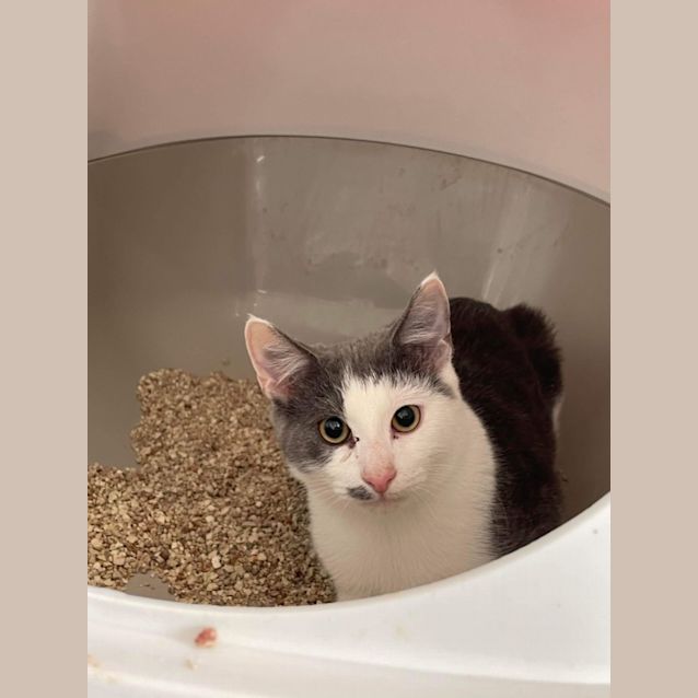 Photo of Fern ~ Adopt Me @ Petstock Hastings 