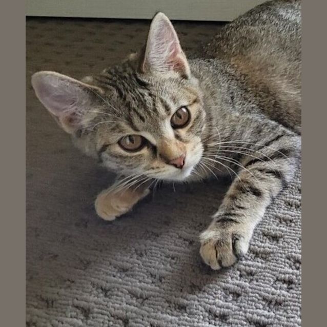 Photo of Stella Bella